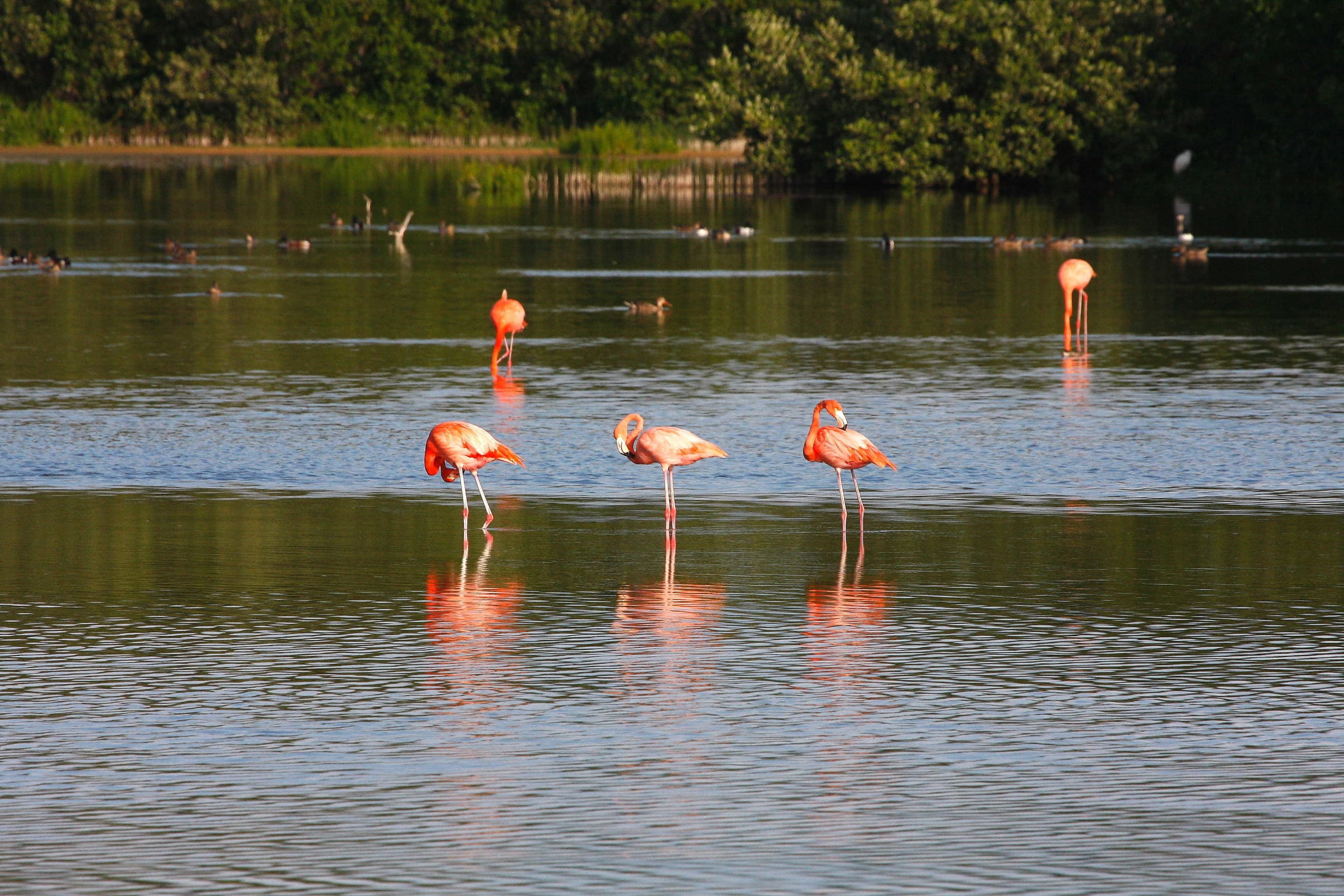 American Flamingoes, Cayo Coco