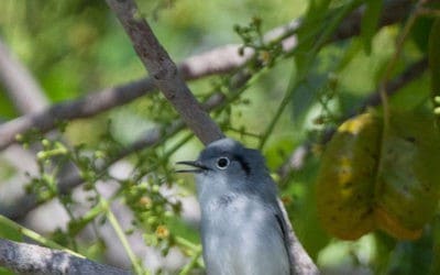 December bird survey locates 21 Cuban endemic species