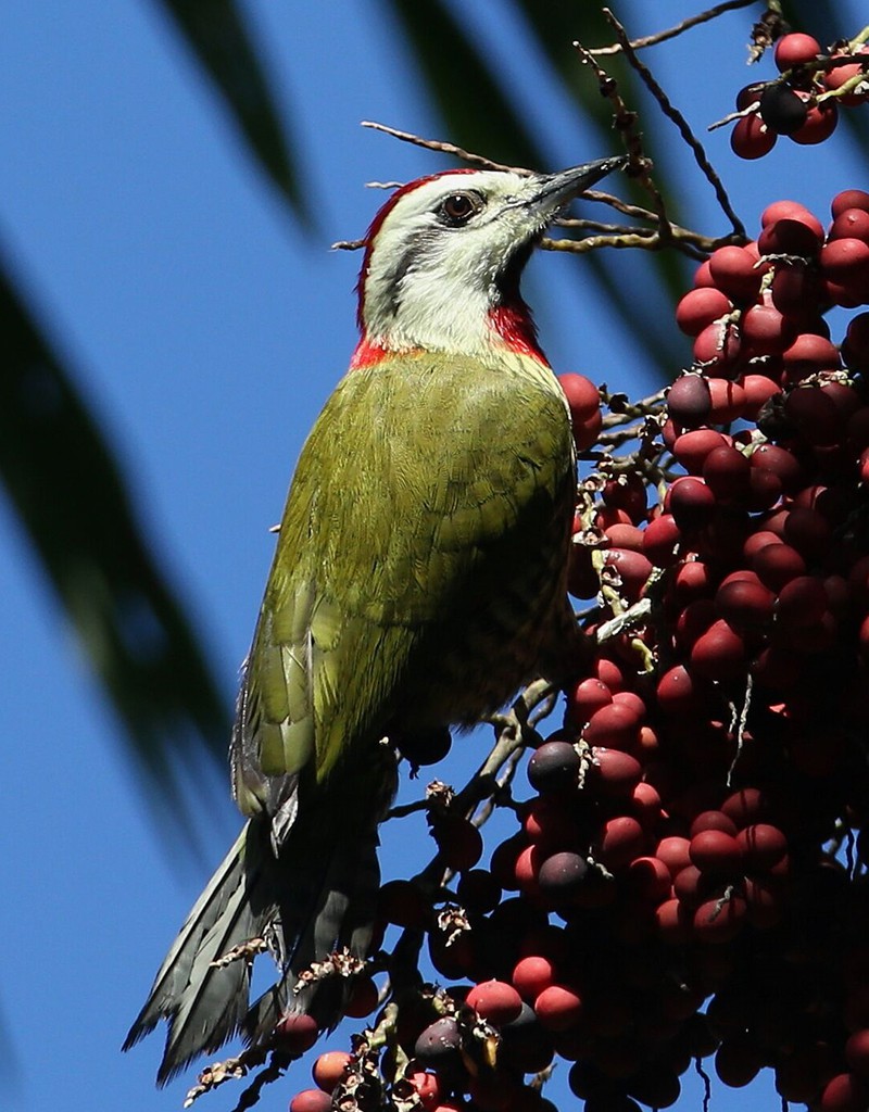 Cuban Green Woodpecker, courtesy Gary Markowski.