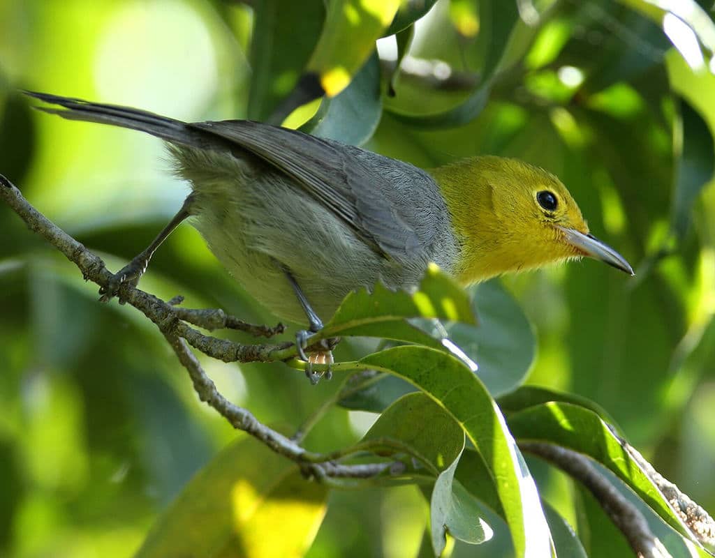 E. Yellow-headed Warbler
