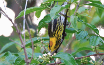 Cuba Bird Survey | April 2019