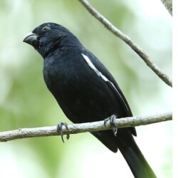 E. Cuban Bullfinch E. Cuban Bullfinch