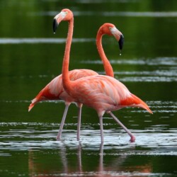 American Flamingo American Flamingo