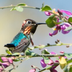 E. Bee Hummingbird E. Bee Hummingbird