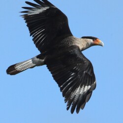 Crested Caracara Crested Caracara