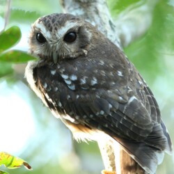 E. Bare-legged Owl (formerly Cuban Screech Owl) E. Bare-legged Owl