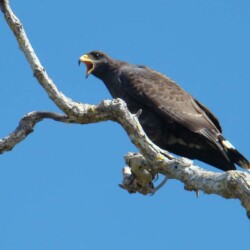 E. Cuban Black-hawk E. Cuban Black-hawk