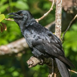 RE. Cuban Crow RE. Cuban Crow