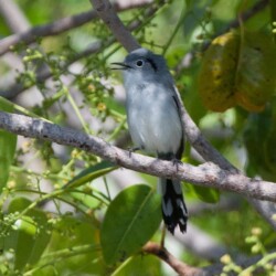 E. Cuban Gnatcatcher E. Cuban Gnatcatcher