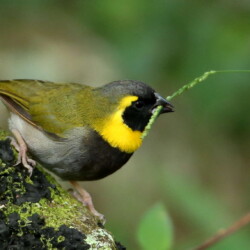 E. Cuban Grassquit (male) E. Cuban Grassquit (male)