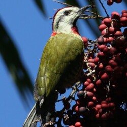E. Cuban Green Woodpecker E. Cuban Green Woodpecker