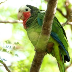 RE. Cuban Parrot RE. Cuban Parrot