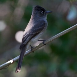 RE. Cuban Pewee RE. Cuban Pewee