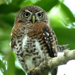 E. Cuban Pygmy Owl E. Cuban Pygmy Owl