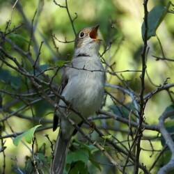 E. Cuban Solitaire E. Cuban Solitaire