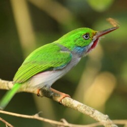 E. Cuban Tody E. Cuban Tody