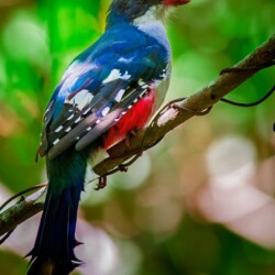 E. Cuban Trogon E. Cuban Trogon
