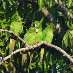 E. Cuban Parakeet E. Cuban Parakeet