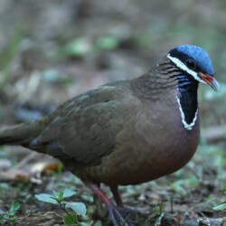 E. Blue-headed Quail-doveE. blue headed quail dove E. Blue-headed Quail-dove