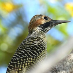 E. Fernandina's Flicker E. Fernandina's Flicker