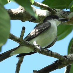 RE. Giant Kingbird RE. Giant Kingbird