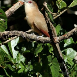 RE. Great Lizard-Cuckoo RE. Great Lizard-Cuckoo
