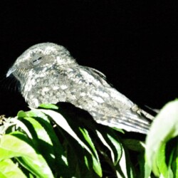 E. Greater Antillian Nightjar E. Greater Antillian Nightjar