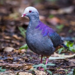 E. Grey-fronted Quail Dove E. Grey-fronted Quail Dove