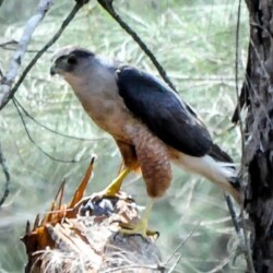 E. Gundalach's Hawk E. Gundalach's Hawk
