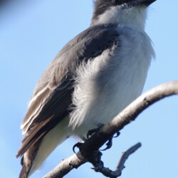 RE. Loggerhead Kingbird RE. Loggerhead Kingbird