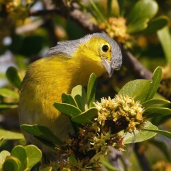 E. Oriente Warbler E. Oriente Warbler