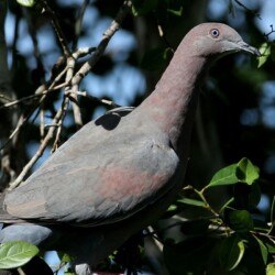 RE. Plain Pigeon RE. Plain Pigeon