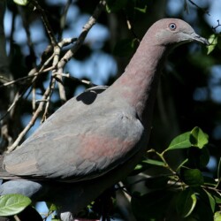 RE. Plain Pigeon RE. Plain Pigeon