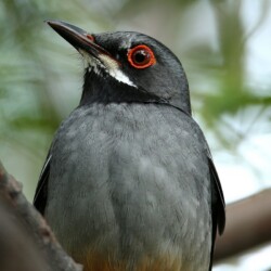 RE. Red-legged Thrush RE. Red-legged Thrush