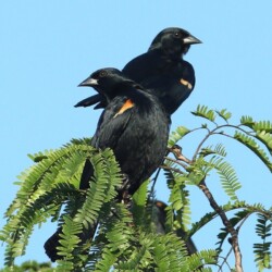 E. Red-shouldered Blackbird E. Red-shouldered Blackbird