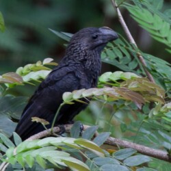 Smooth-billed Ani Smooth-billed Ani
