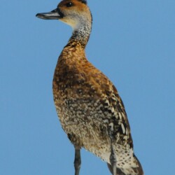 RE. West Indian Whistling Duck RE. West Indian Whistling Duck