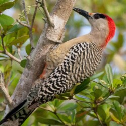 RE. West Indian Woodpecker RE. West Indian Woodpecker