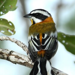 RE. Western Spindalis RE. Western Spindalis