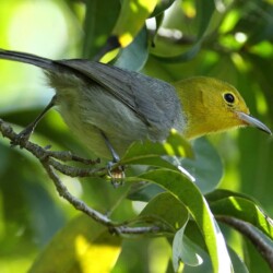 E. Yellow-headed Warbler E. Yellow-headed Warbler