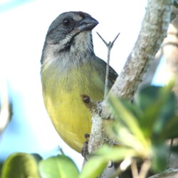 E. Zapata Sparrow E. Zapata Sparrow