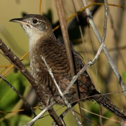 E. Zapata Wren E. Zapata Wren
