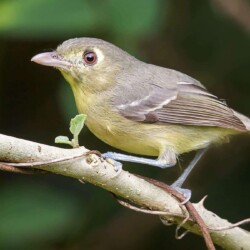 E. Cuban Vireo E. Cuban Vireo