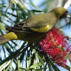 E. Cuban Oriole, (Black-cowled Oriole) E. Cuban Oriole, (Black-cowled Oriole)